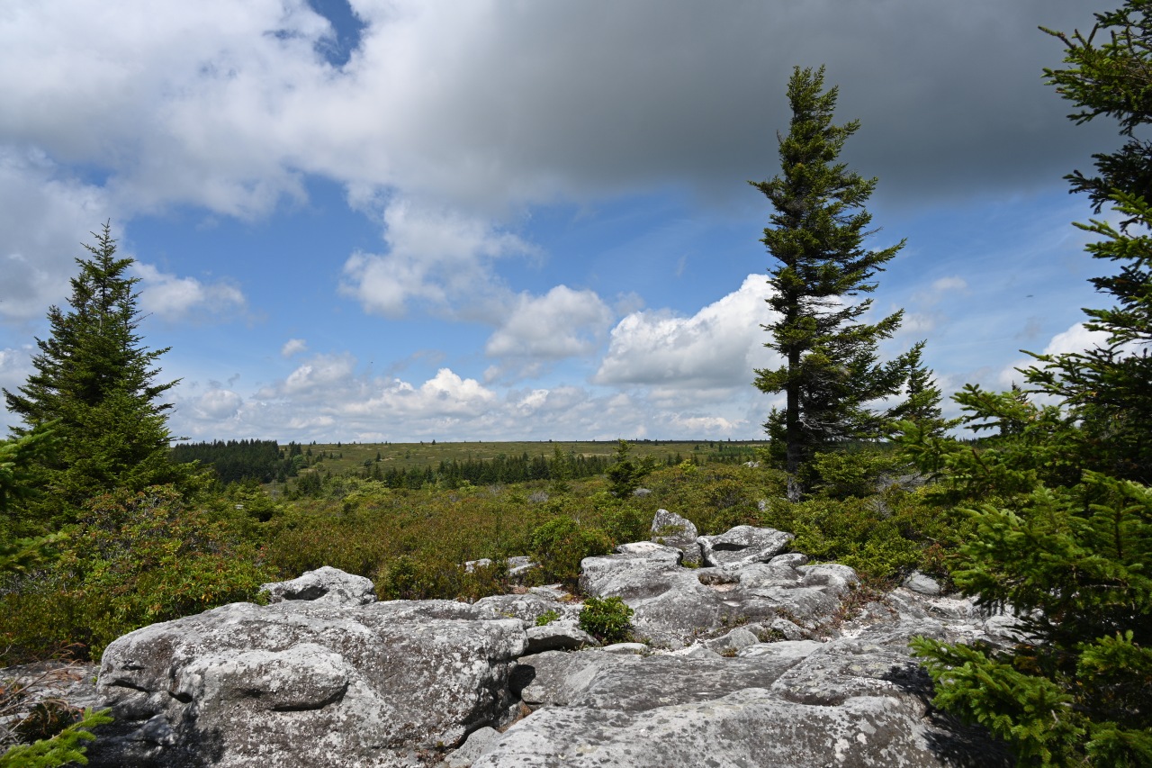 Dolly Sods